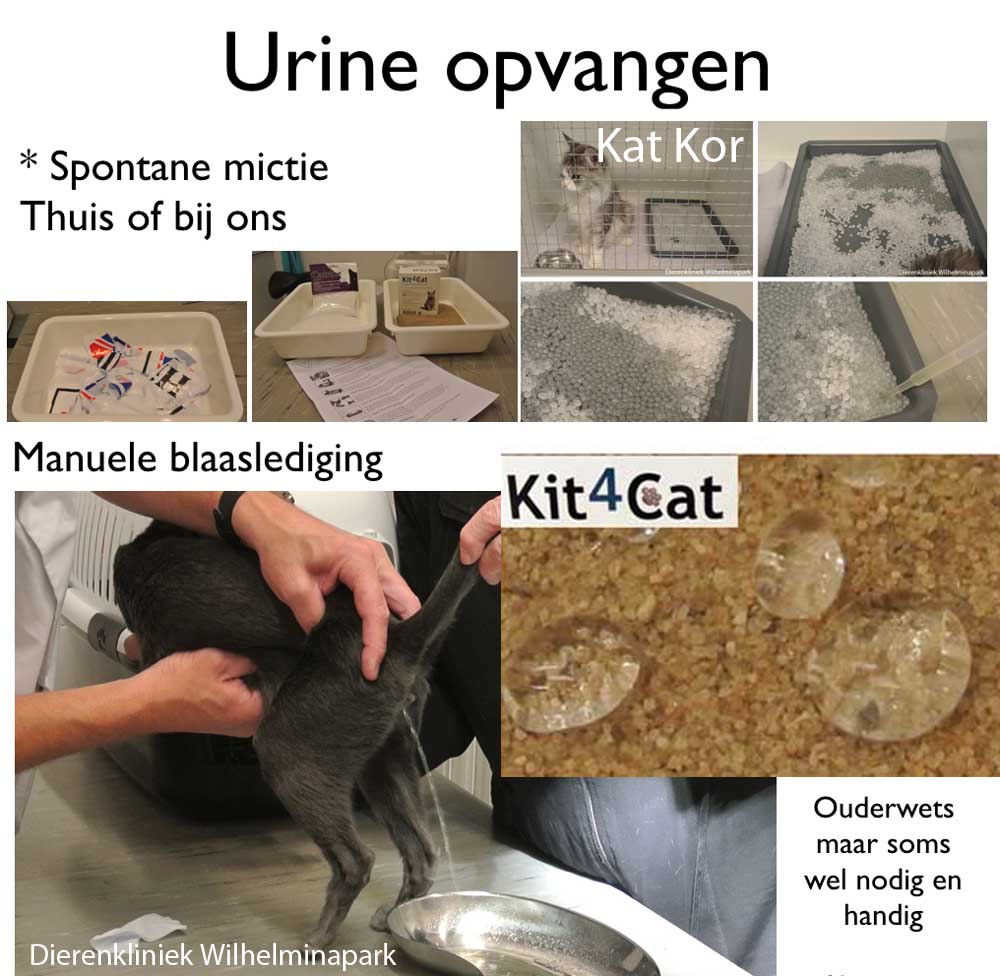 Kat urine opvangen voor urine onderzoek